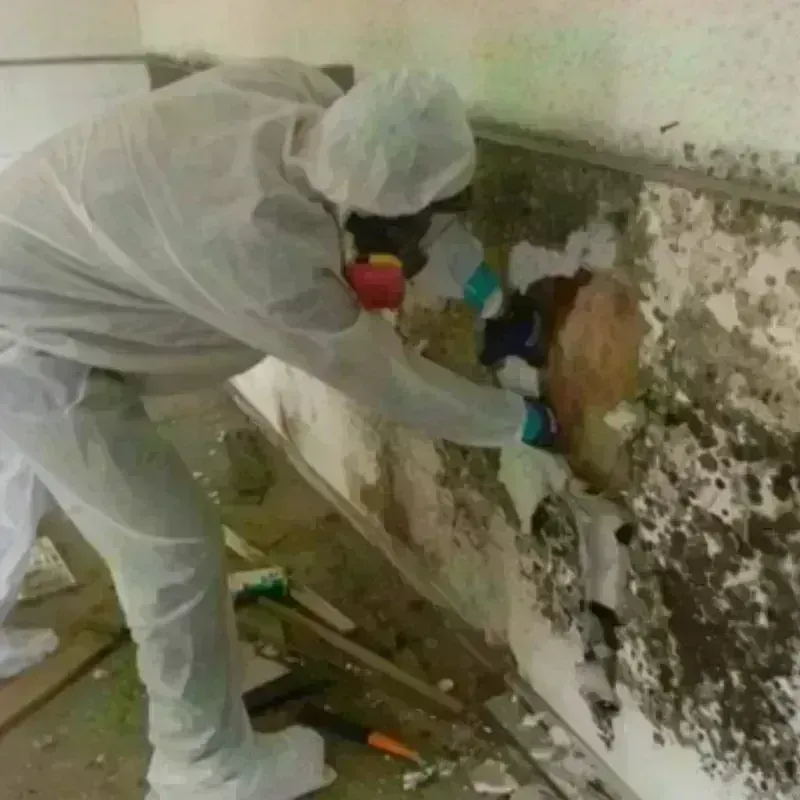 Mold Remediation and Removal in Easton, CA